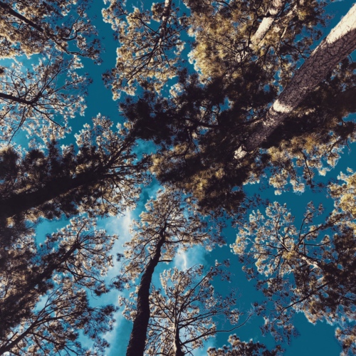 Upward view of Bastrop Texas pine trees with sun shining through canopy